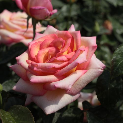 Złocisty z różowymi brzegami - Róże pienne - z kwiatami hybrydowo herbacianymi - korona równomiernie ukształtowana
